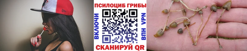 как найти наркотики  Тихвин  Псилоцибиновые грибы мухоморы 